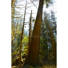 Giant Western Red Cedar