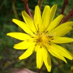 western salsify or yellow goats beard from british columbia canada photographed by photography by paul smith